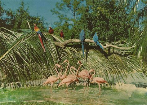 Vintage Travel Postcards: Parrot Jungle - Miami, Florida