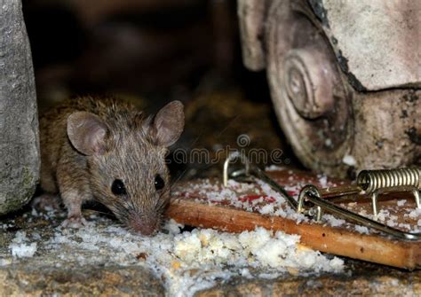 House Mouse Feeding in Urban House Garden. Stock Photo - Image of control, excrement: 187488560