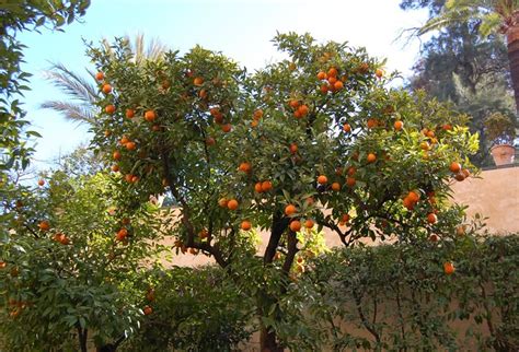 Seville orange tree | Explore RoseBridger's photos on Flickr… | Flickr - Photo Sharing!