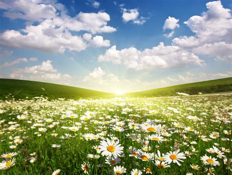 Youwall Daisies Wallpaper