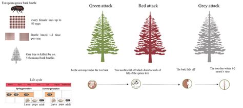 1: The generalised life cycle of the European spruce bark beetle and... | Download Scientific ...