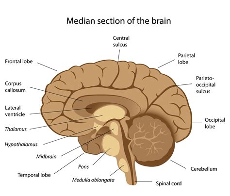 Human Brain Side View Diagram