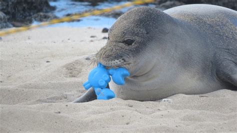 Weaned Hawaiian Monk Seal pup needs space and safe surroundings | KHON2