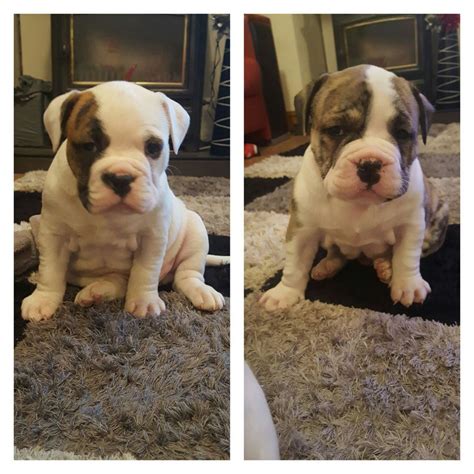 American Bulldog Puppies For Sale | Norwalk, CA #173091