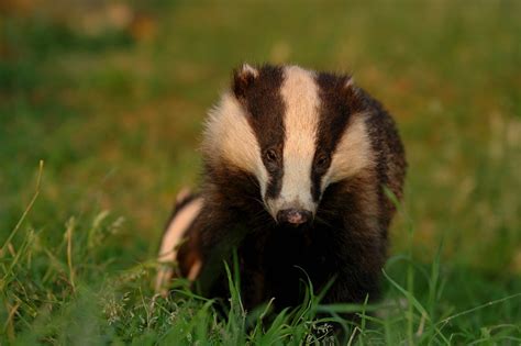 National Badger Day: Betrayal in the British countryside | Kate on Conservation