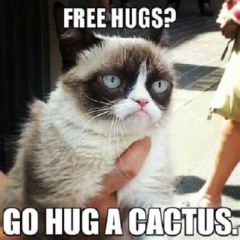 18 Best Grumpy Cat Memes Ever