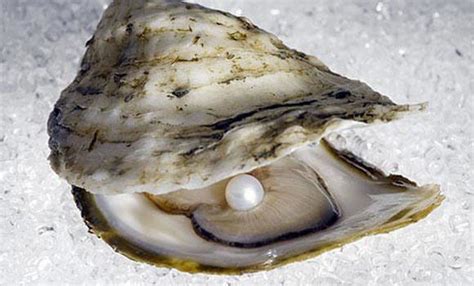 Pearl found inside oyster for headache cure | Arab News