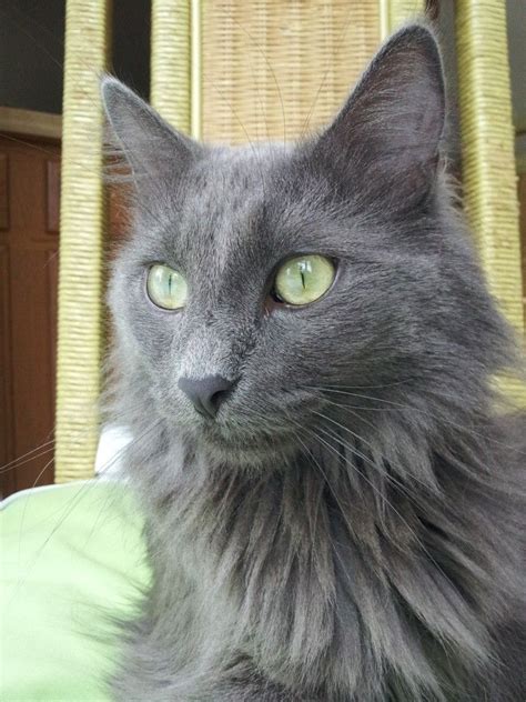 Nebelung? | Nebelung cat, Nebelung, Grey cat breeds