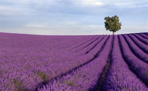 Rich lavender field with a lone tree | Lisa Carmel Photography