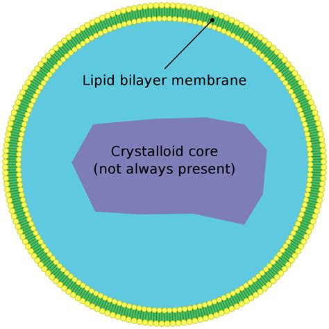 Peroxisome - Wikipedia