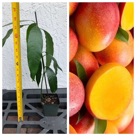 Mango Haden Tropical Fruit Tree Plant | Etsy