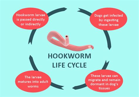 How do you protect your dogs from hookworm? - BestVetCare