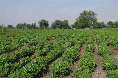 Ways Groundnut Farming Can Make You Rich in Short Time