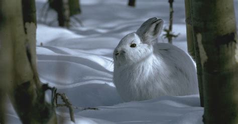 Winter Animal Adaptations | Animal adaptations, Animals, Winter animals