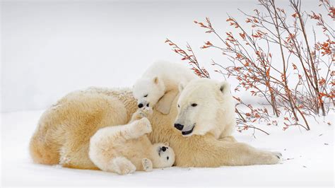 Bing HD Wallpaper Feb 27, 2022: International Polar Bear Day - Bing Wallpaper Gallery