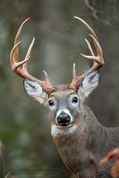 Professional Whitetail Deer Photography | Matt Hansen