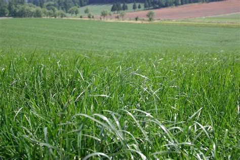 How Tall Does Perennial Ryegrass Grow: A Comprehensive Guide | LawnHelpful.com