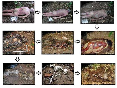 Stages Of Decaying Human Body