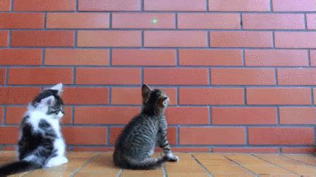 Kitten Attack GIF - Attack Kitten Cute - Discover & Share GIFs