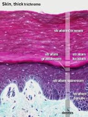 Stratum lucidum – Definition, Location, Functions and Pictures - Bodterms