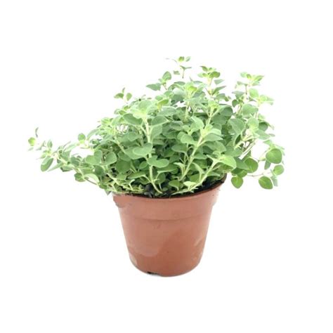 Buy Marwa 'Marjoram' plant online at cheap price on plantsguru.com