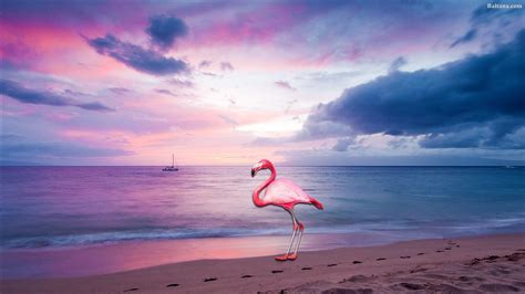 4K Flamingo Wallpapers - Top Free 4K Flamingo Backgrounds - WallpaperAccess