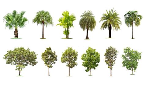 Tropical Evergreen Trees - 8 Amazing Kinds About It