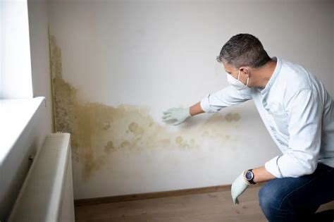 Can You Paint Over Mold? | Oahu Pro Painters