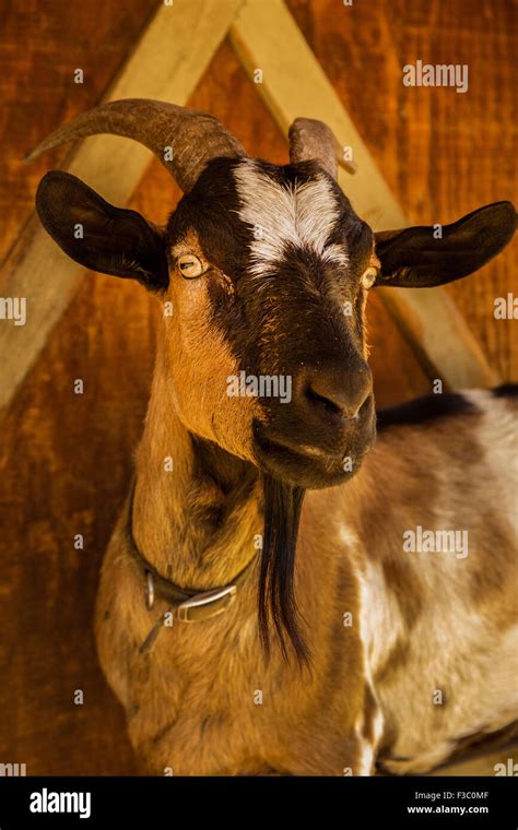 Alpine dairy goat in Leavenworth, Washington, USA Stock Photo - Alamy