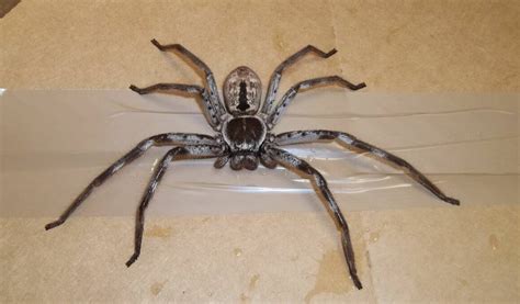 'Giant' huntsman spider terrifies removalists after hitching a ride to Britain | Redland City ...