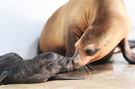 Two sea lion pups born week apart, first in 30 years at Brookfield Zoo - Chicago Sun-Times