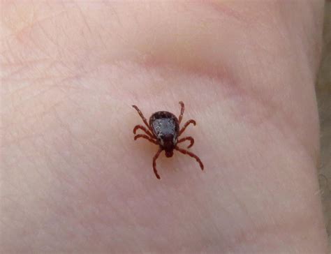 Can That Tick Carry Lyme Disease? This URI Website Can Help ...