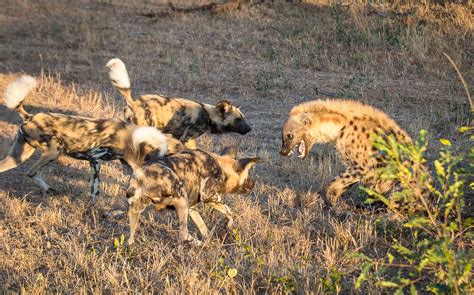 Wild dog vs Hyena | Sabi Sabi Private Game Reserve Blog