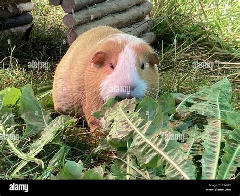 Guinea pig eating dandelion leaves Stock Photo - Alamy