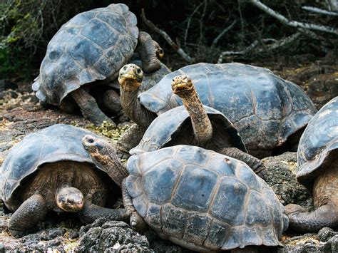 Galapagos Tortoise Guide & Take Care Your Pet, Food, Housing