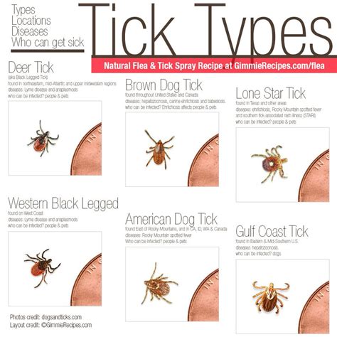 Natural Repellent For Fleas And Ticks On Dogs