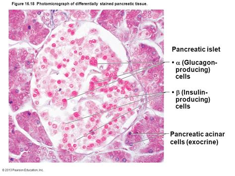 Histology - Islet of Langerhans with alpha and beta cells | Histology ...