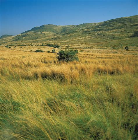 Grassland | Definition, Animals, Plants, Climate, & Facts | Britannica