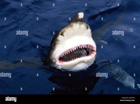 Oceanic White Tip Shark