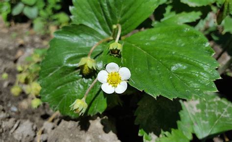 Botanical Nerd Word: Stoloniferous - Toronto Botanical Garden