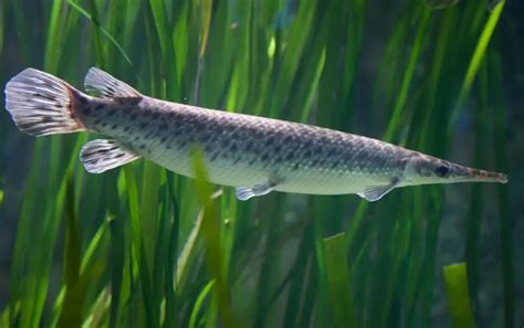 Spotted Gar 101: Care, Diet, Tank Size, Tank Mates & More - Aquarium Part