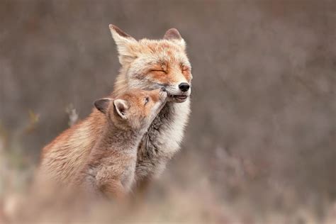 Cute Overload Series - Mother and baby fox Photograph by Roeselien Raimond - Pixels