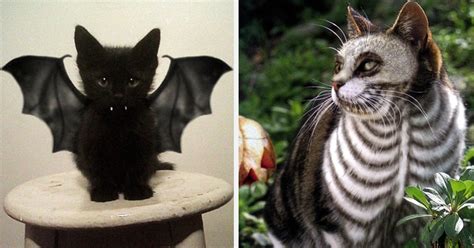 51 Terrifyingly Pawsome Halloween Cat Costumes | Bored Panda