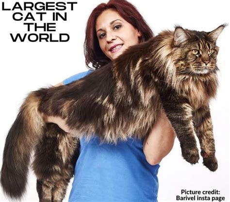 Maine Coon Size | The Largest Breed Of Domestic Cat