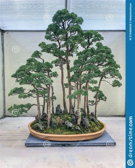 Chinese juniper stock photo. Image of oriental, coniferous - 215400638