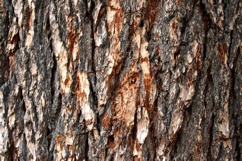 Pine Tree Bark Texture – Photos Public Domain