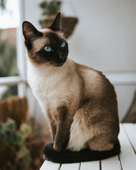 Siamese Cat Breed Profile | Litter-Robot