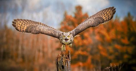 Great Horned Owl Wingspan & Size: How Big Are They? - A-Z Animals