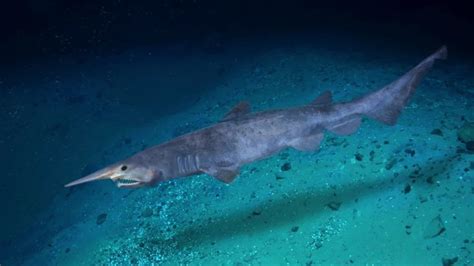 Goblin Shark Habitat Facts: Range, Survival, Food, Feeding - SeaFish