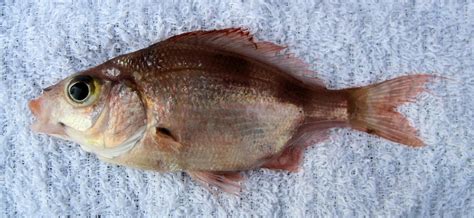 Surfperch Family Photographs, and Information – Embiotocidae | Mexican ...